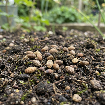 Mixed Astrantia Flower Seeds for Planting