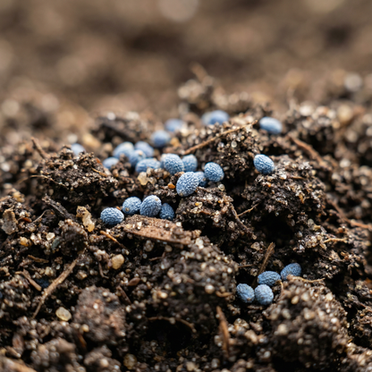 Blue Ground Cover Plant Seeds – Low Growing Garden Beauty