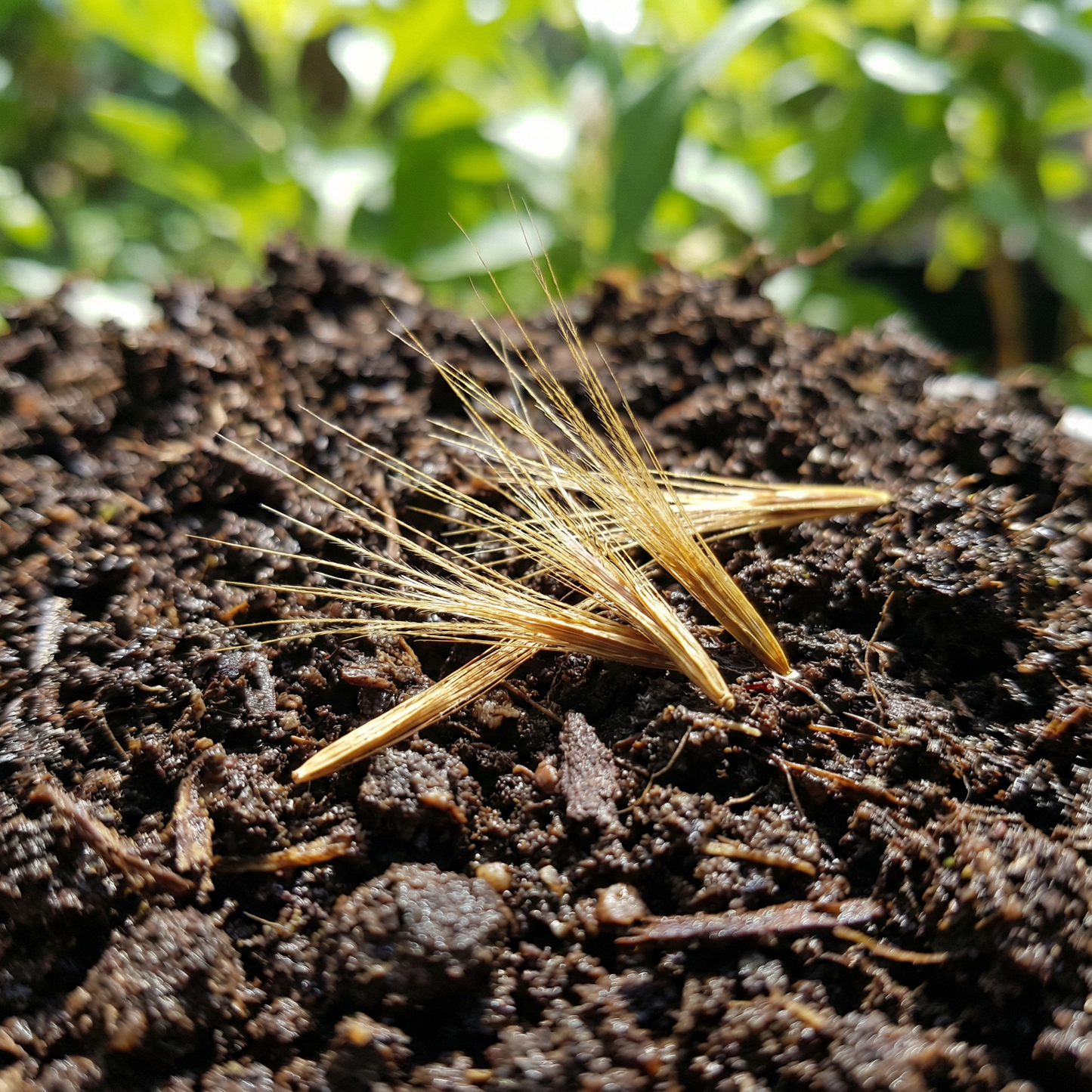 Yellow Red Aristata Flower Seeds for Planting