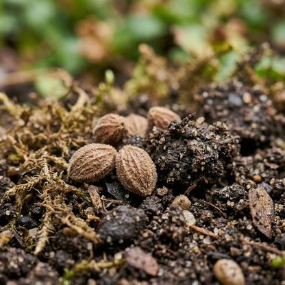 Menzies Burnet Flower Seeds for Planting