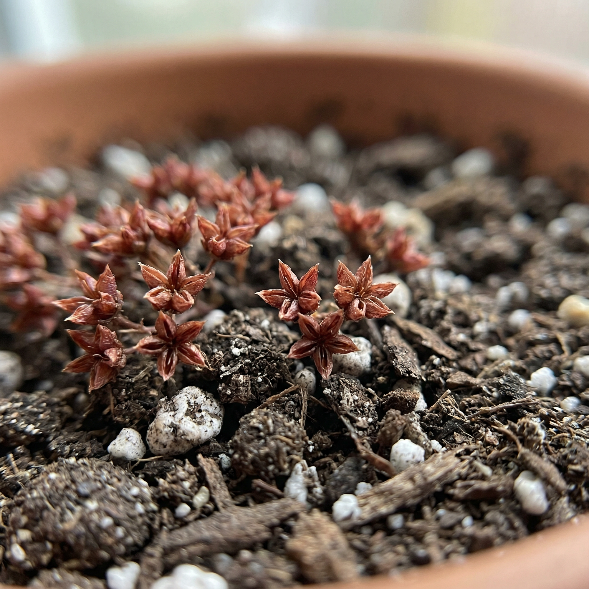 sedum-dragon-s-blood-flower-seeds-for-planting-decorative-ground-cover