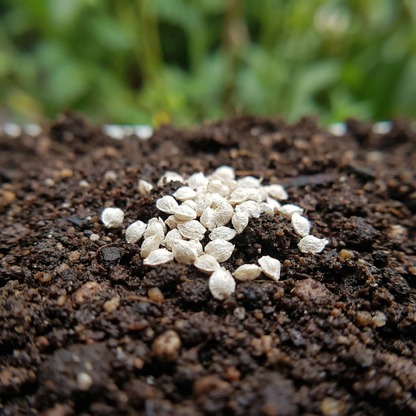 White Perennial Ground Cover Seeds for Planting