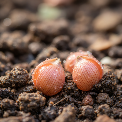 Orange Pink Hosta Seeds for Planting