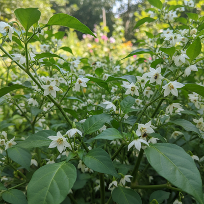 Chilli Bido Tacana Yellow Seeds - Chilli Pepper Seeds for Home Garden