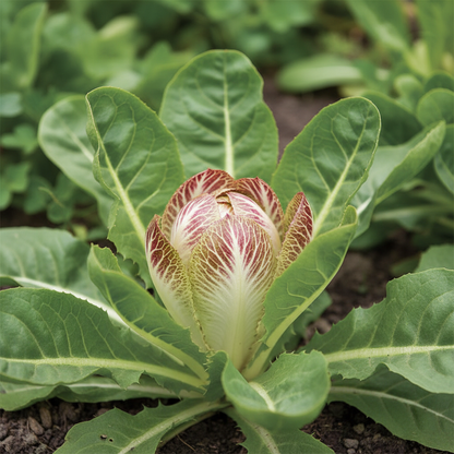 Chicory Cicoria de Chioggia Seeds - Chicory Seeds for Home Garden