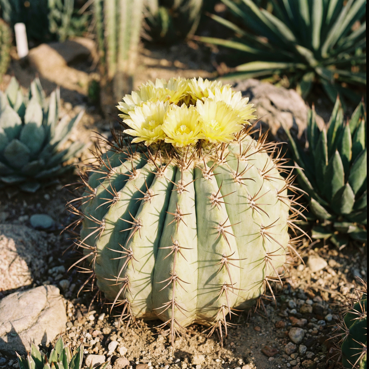 copiapoa-flower-seeds-for-planting-cactus-seeds