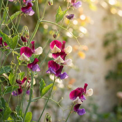 Sweet Pea Heaven Scent Mixed Flower Seeds for Planting