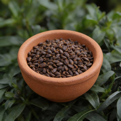 English Wallflower Flower Seeds for Garden Planting