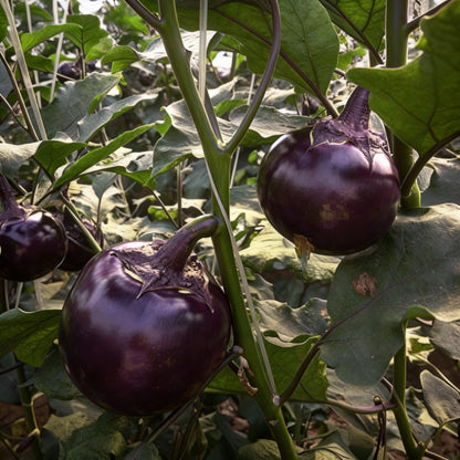 Round Purple Eggplant Vegetable Seeds for Planting – Grow Flavorful and Nutritious Produce