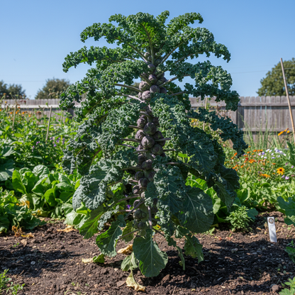 Kalettes F1 Garden Mix Vegetable Seeds