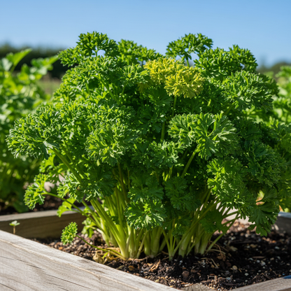 Moss Curled Parsley Vegetable Seeds – Heirloom Variety for Culinary Delights