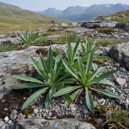 Lactuca Plumieri Flower Seeds - Alpine Flower Seeds for Garden
