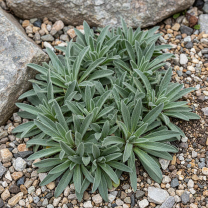 Lobelia Polyphylla Flower Seeds - Lobelia Flower Seeds for Garden