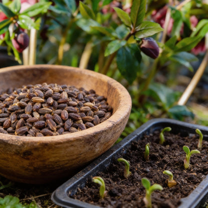 Lenten Rose Seeds for Planting