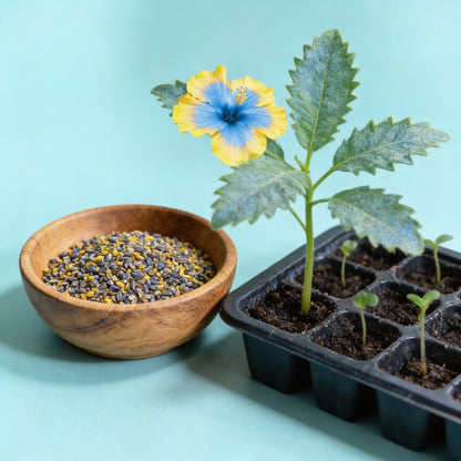 Yellow & Blue Hibiscus Flower Seeds – Vibrant Ornamental Blooms