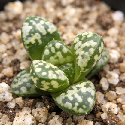 Nema Rare African Cactus Succulent Seeds Green And White 100 Pcs