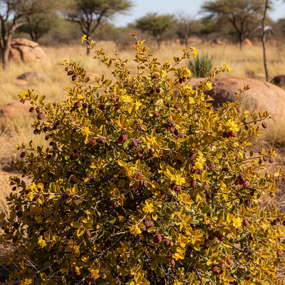 Grewia Flava Seeds - Raisin Bush Seeds for Garden