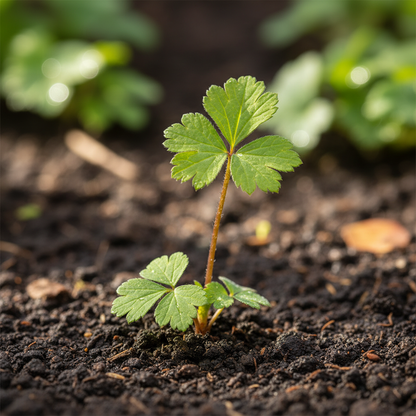 Red Cinquefoil Beautiful Flower Seeds