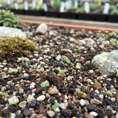 Draba Aizoides Flower Seeds - Alpine Flower Seeds for Garden