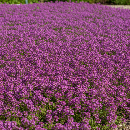 Alyssum Royal Carpet Flower Seeds