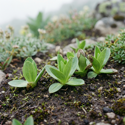 Gentiana Lutea Seeds - Gentian Flower Seeds for Garden