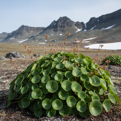 Oxyria Digyna Seeds - Perennial Plant Seeds for Garden