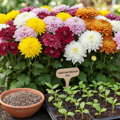 Chrysanthemum Seeds for Planting