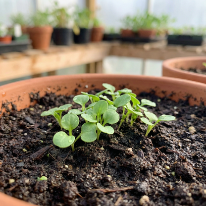 Scabiosa Graminifolia Seeds for Garden Planting