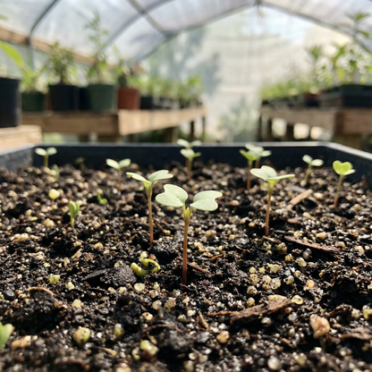 Tibouchina Fraterna Seeds for Garden Planting