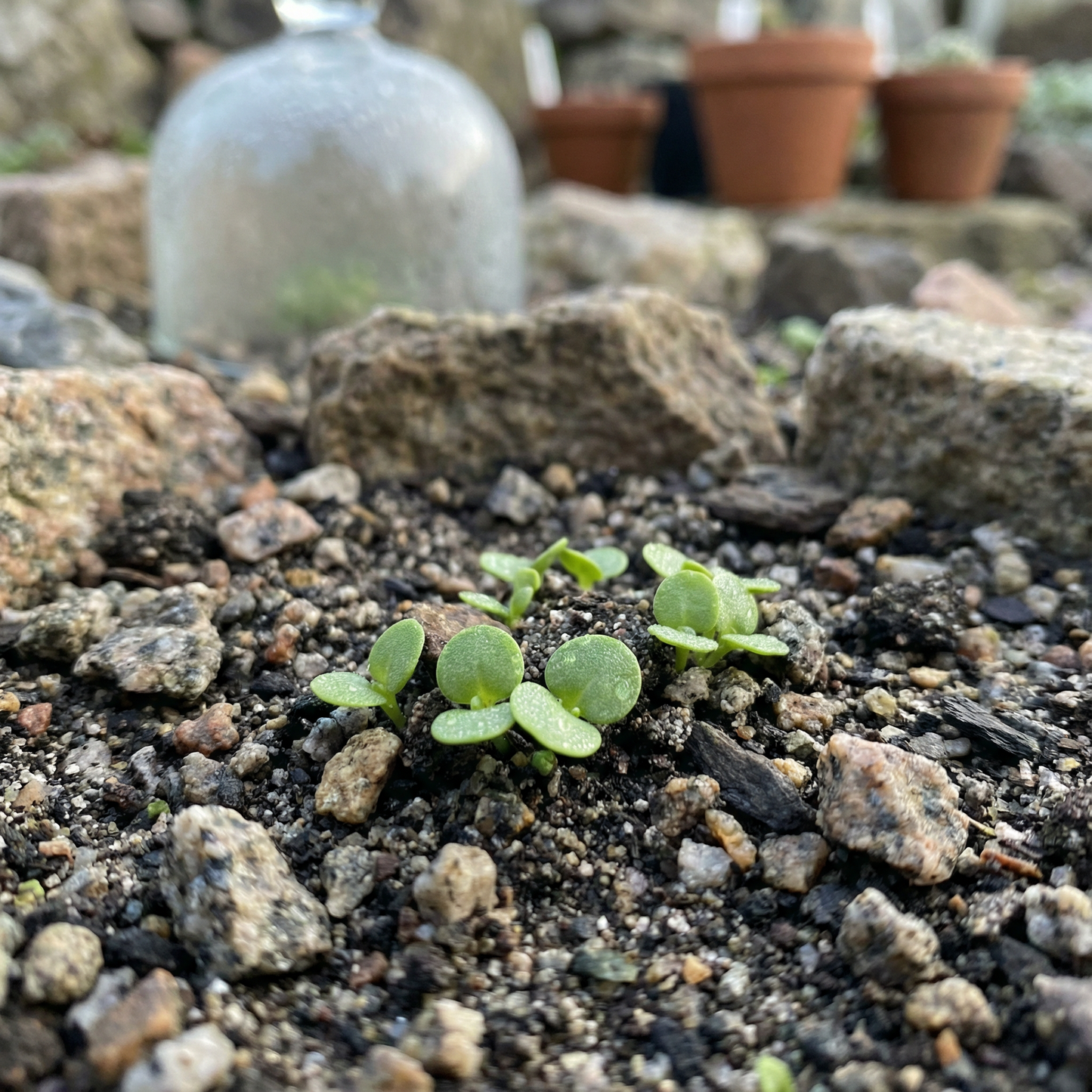 Minuartia Laricifolia Seeds for Rock Gardens