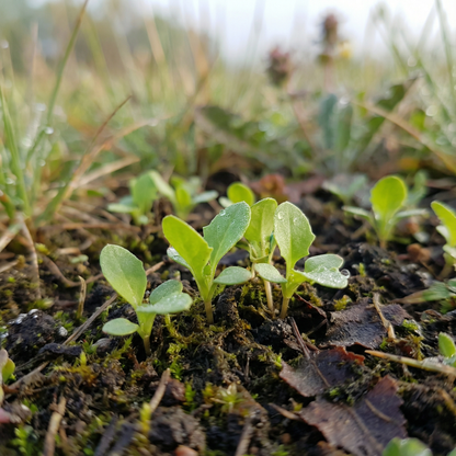 Taraxacum Mongolicum Seeds for Garden Planting