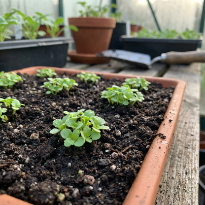 Tanacetum Parthenium Malmesbury Seeds for Garden Planting