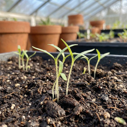 Tinantia Erecta Seeds for Gardens and Borders