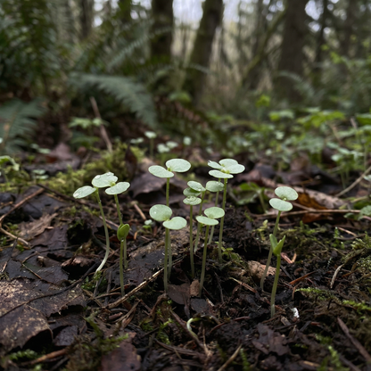 Ranunculus Aconitifolius Seeds for Gardens and Borders