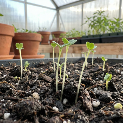 Salvia Viridis ‘Pink Sundae’ Seeds – Vibrant Annual Blooms for Gardens & Borders