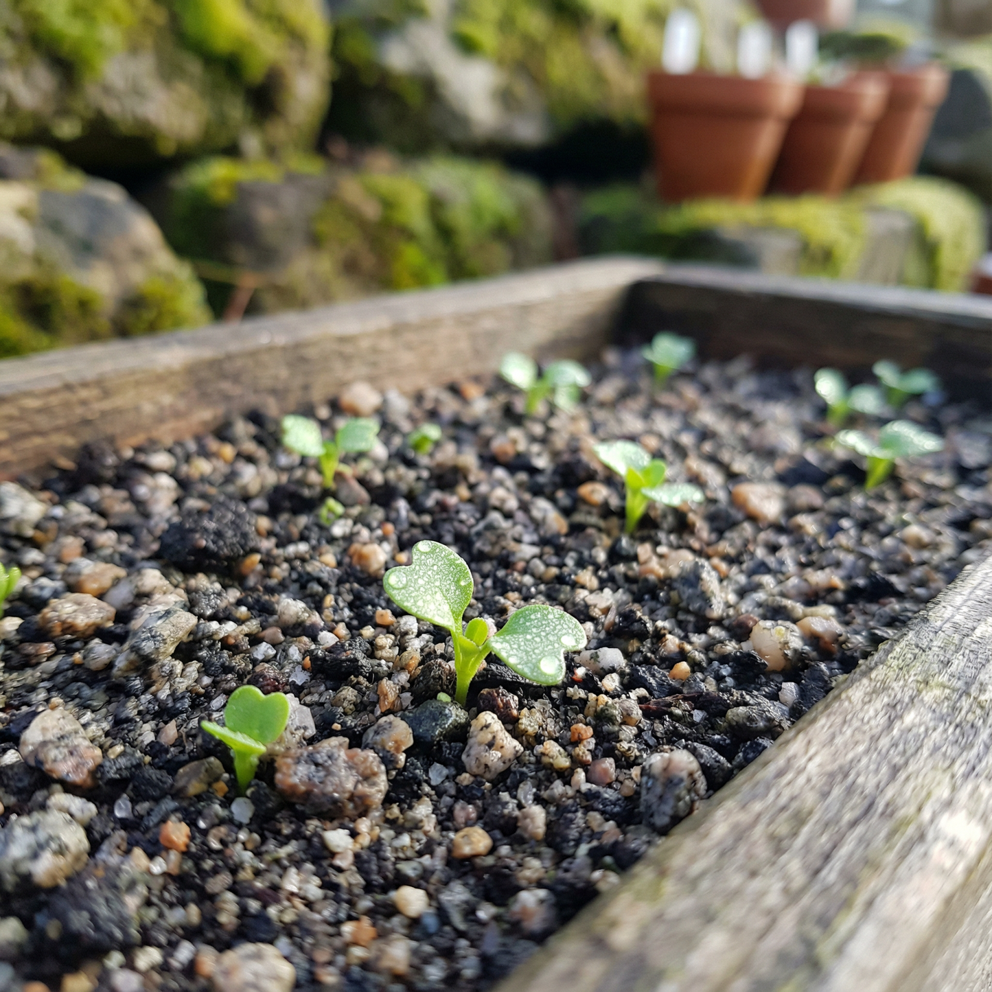 Townsendia Rothrockii Seeds for Rock Gardens