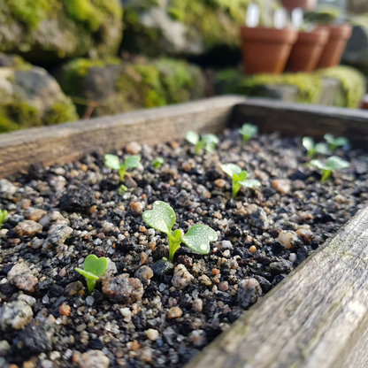 Townsendia Rothrockii Seeds for Rock Gardens