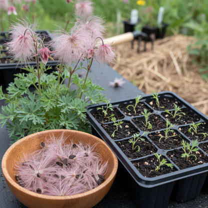 Prairie Smoke Wild Flower Seeds for Planting