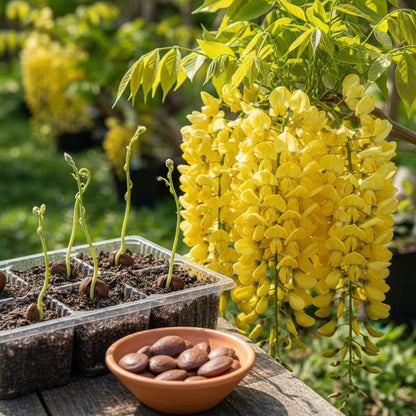 Yellow Wisteria Seeds – Wisteria sinensis for Planting