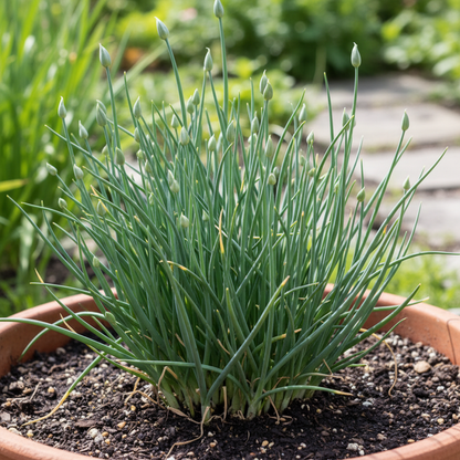 Allium Ramosum Flower Seeds for Garden Planting