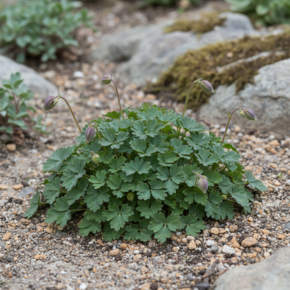 Aquilegia Pyrenaica Seeds for Garden Planting