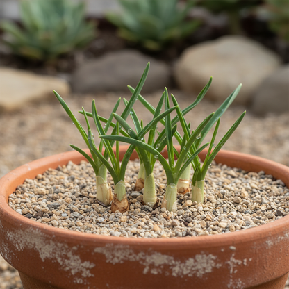 Baeometra Uniflora Seeds for Garden Planting