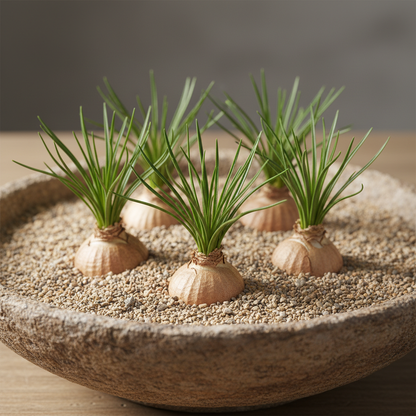 Baeometra Uniflora Seeds for Garden Planting