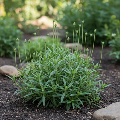 Balbisia Peduncularis Seeds for Garden Planting