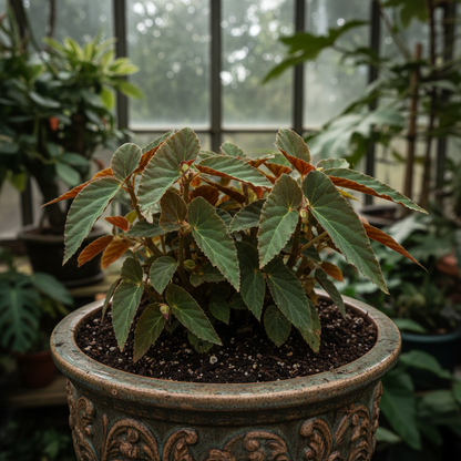 Begonia Aequatorialis Seeds for Garden Planting