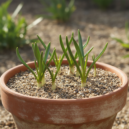 Bellevalia Dubia Seeds for Garden Planting