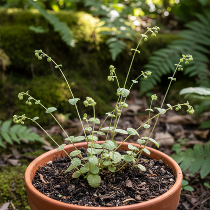 Calceolaria Filicaulis Flower Seeds for Garden Planting
