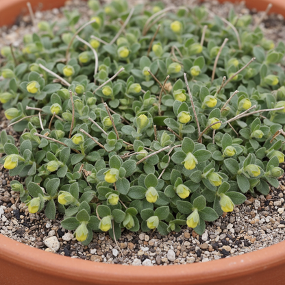 Calceolaria Andina Flower Seeds for Garden Planting