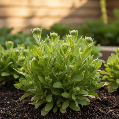 Pot Marigold Seeds - Calendula officinalis for Garden Planting
