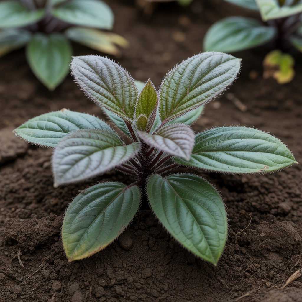 Pokey Joe Plant Seeds – Rare Hardy Greens for Unique Gardens